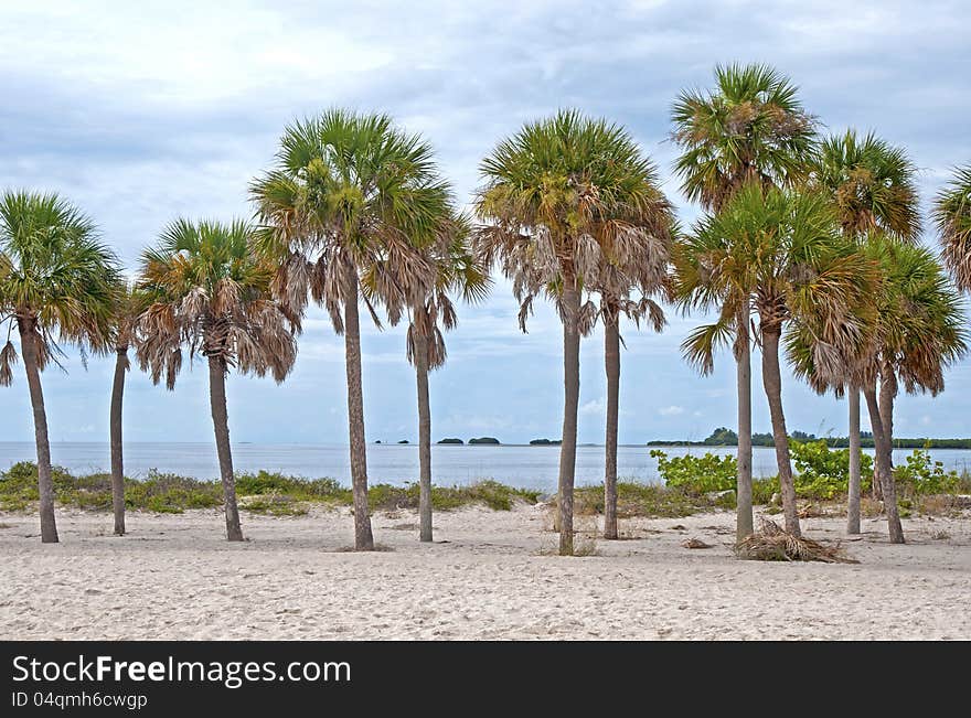 Palm trees at the beach, overcasted