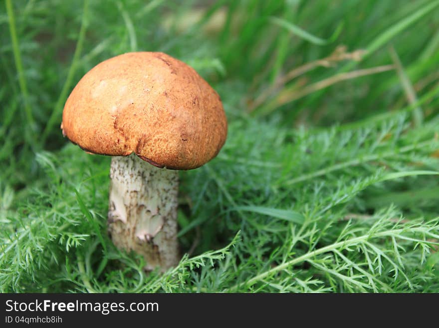 Beautiful mushroom in green grass