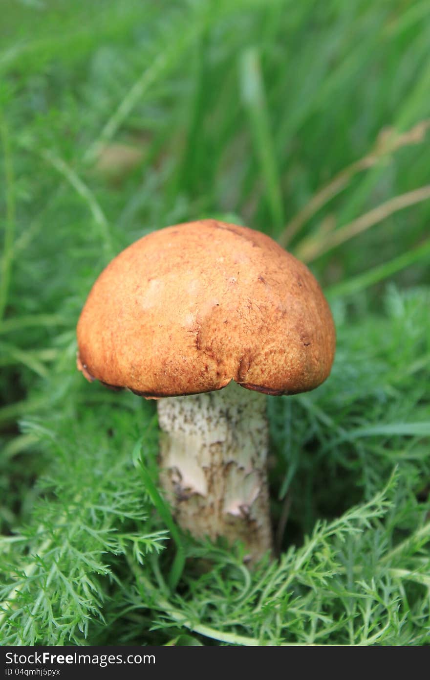 Beautiful mushroom in green grass