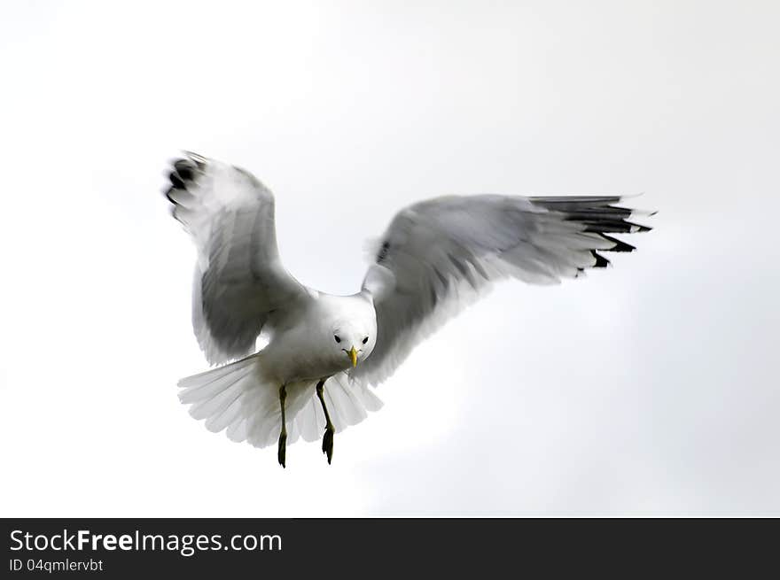 Gull in sky