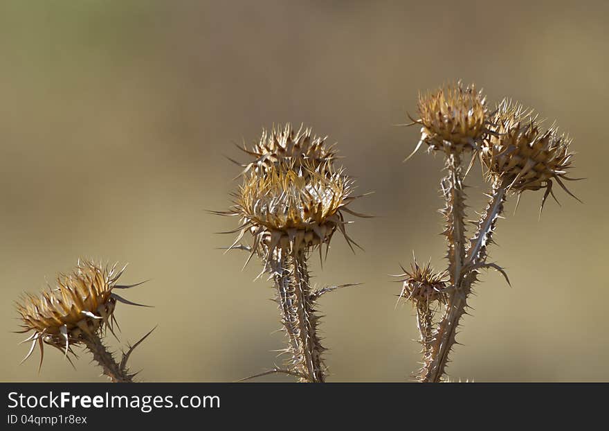 Set of thistles about to rot