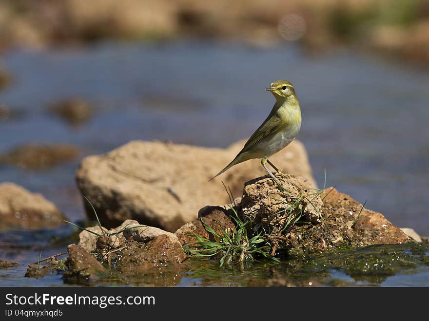 Willow warbler is perching on piece of rock