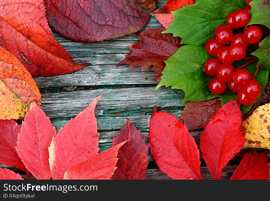 Background with autumn leaves and viburnum