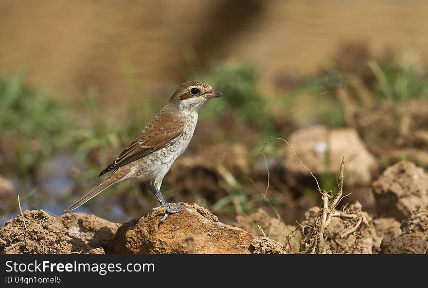 Red-backed Shrike &x28;Lanius collurio&x29