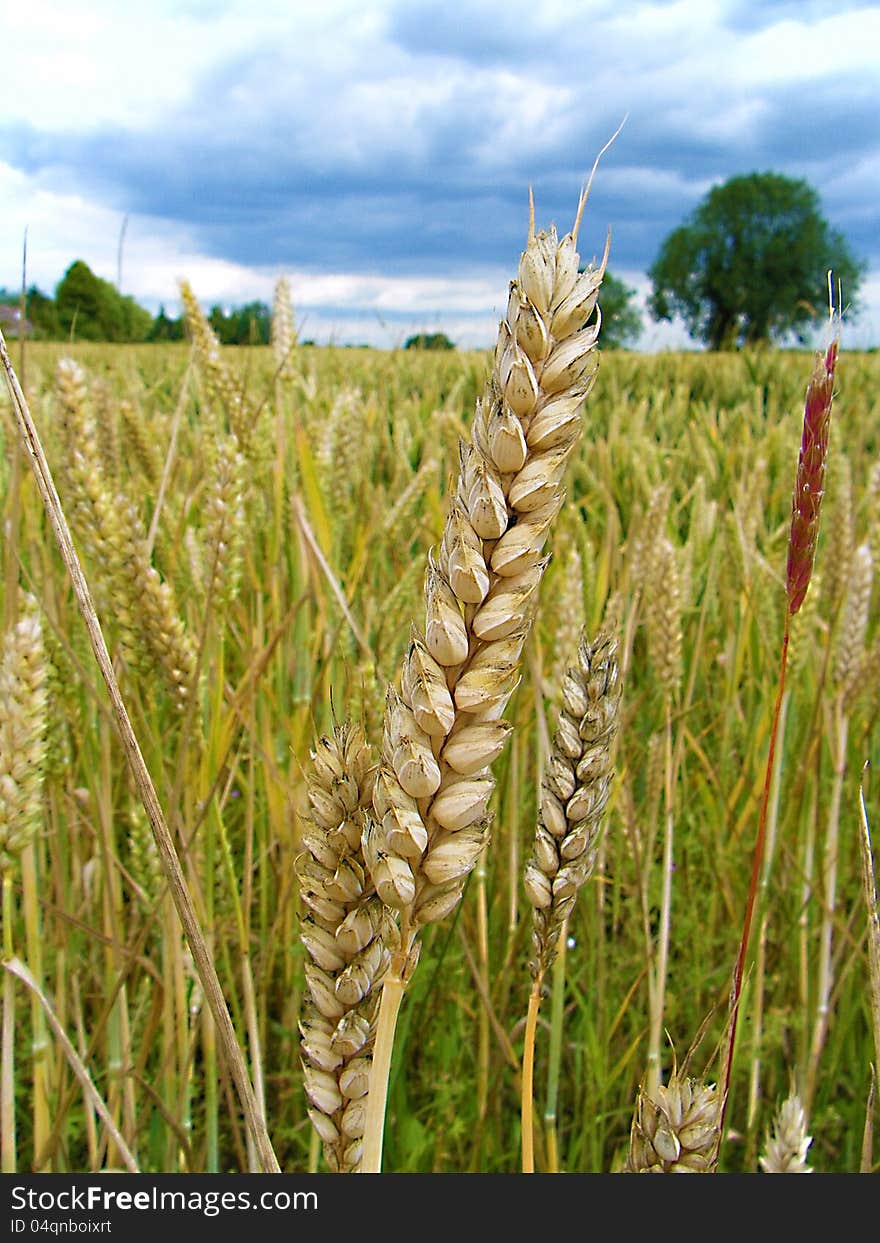 A Close up photo of wheat in the field. A Close up photo of wheat in the field.