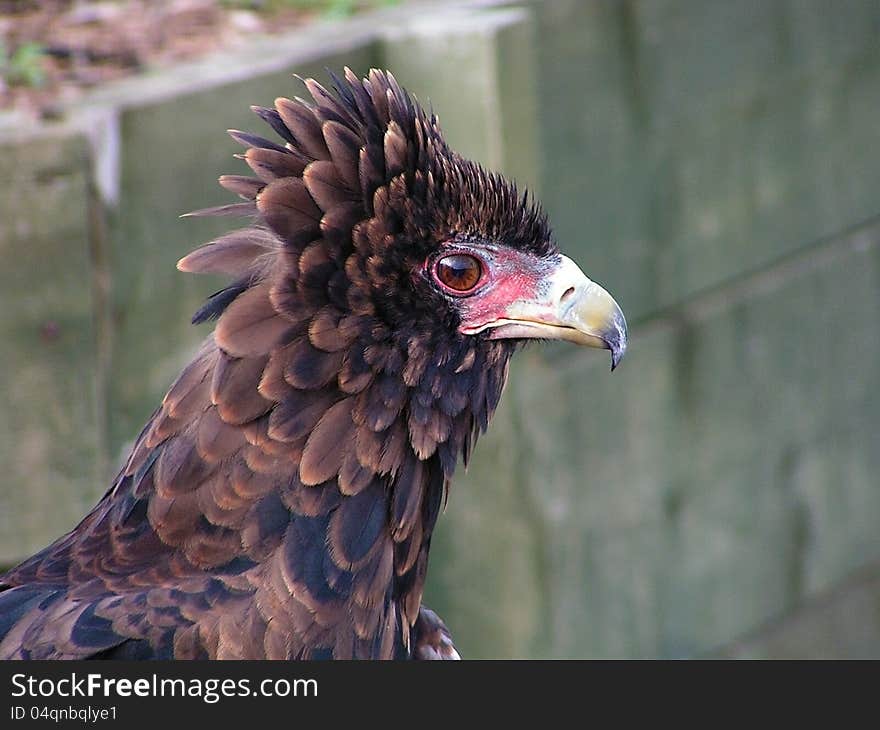 Close up picture of a Bird of Prey