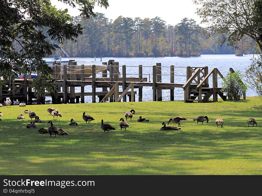 Flock of geese on lot near Pembroke Creek, Edenton, NC, USA. Flock of geese on lot near Pembroke Creek, Edenton, NC, USA