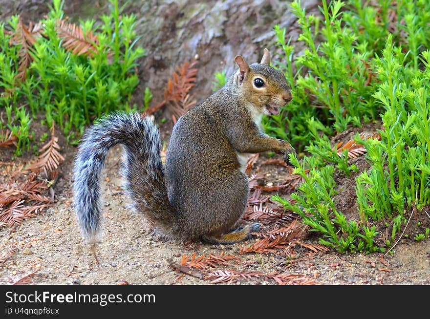 Laughing Squirrel