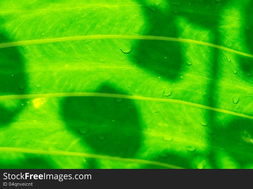 Shadows on leaf with droplets. Shadows on leaf with droplets