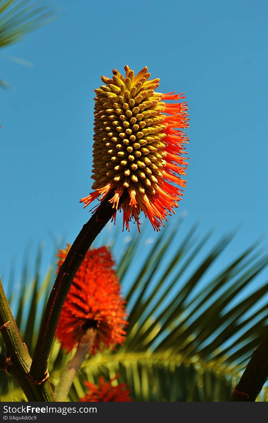 Close up of aloe vera blossom in sunlight. Close up of aloe vera blossom in sunlight