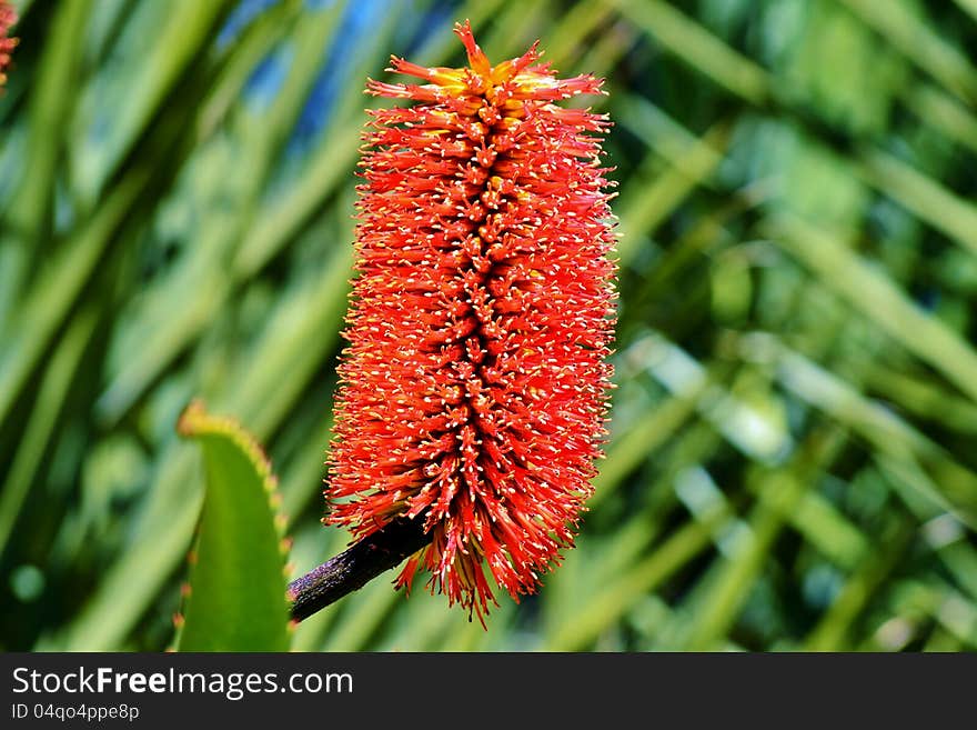 Close up of aloe vera blossom in sunlight. Close up of aloe vera blossom in sunlight