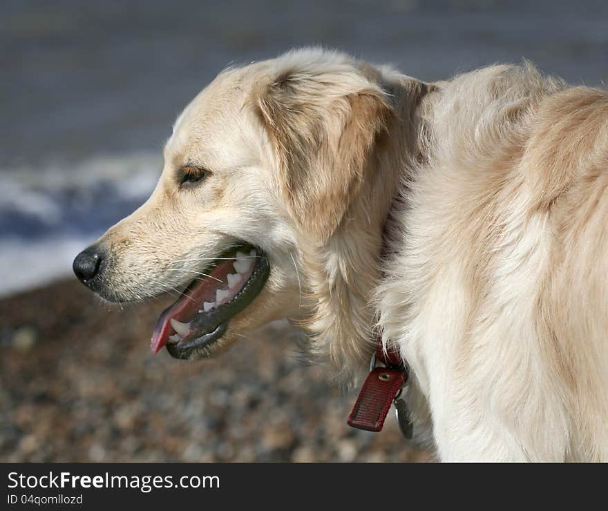 Beige Labrador profile by the seaside. Beige Labrador profile by the seaside