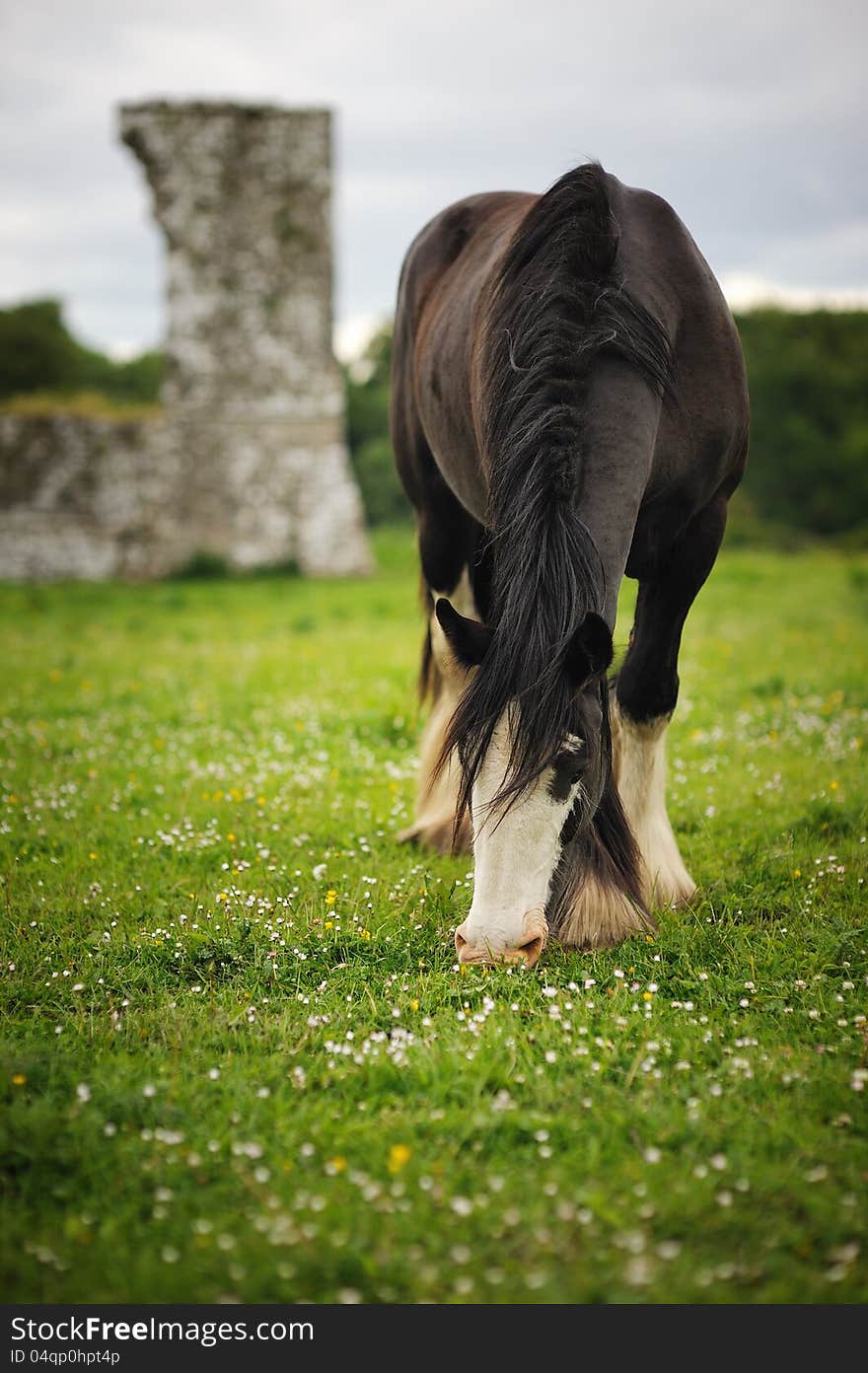 A horse eating grass.