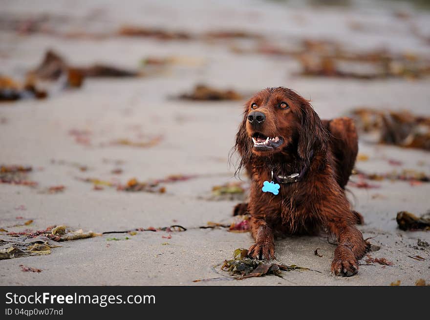 Irish Setter At The Beach