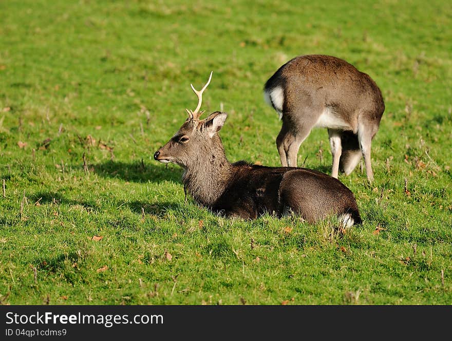 Two deer lying on the green grass, enjoying the sun