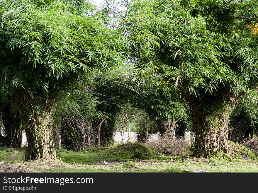 A curve-like bamboo grove