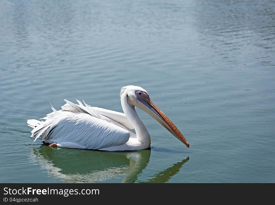 White Pelican