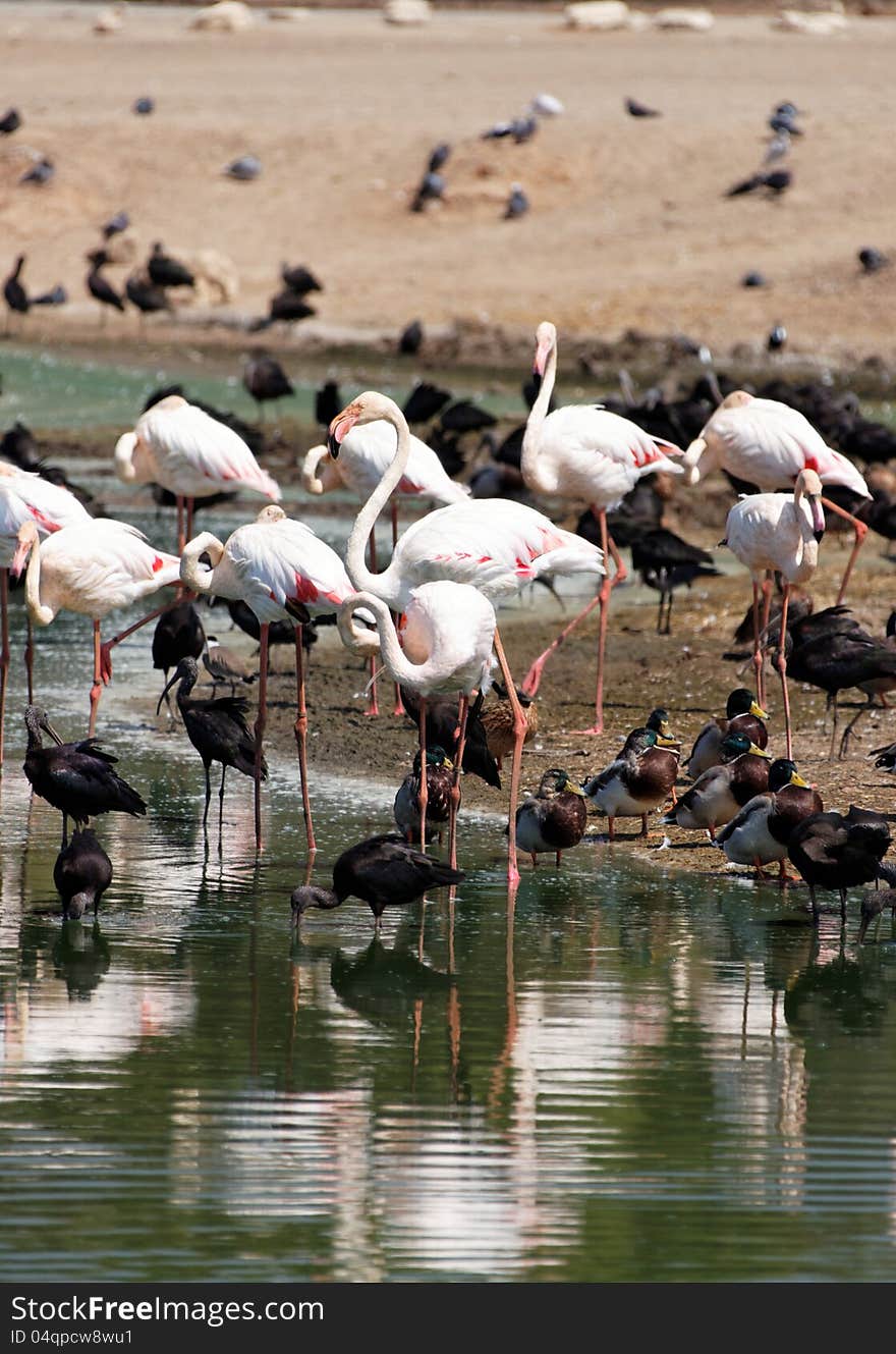 Flamingo in wild life summer day