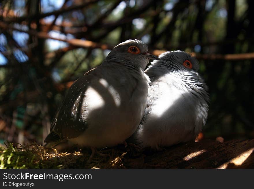 A couple of small birds , wild animals. A couple of small birds , wild animals.