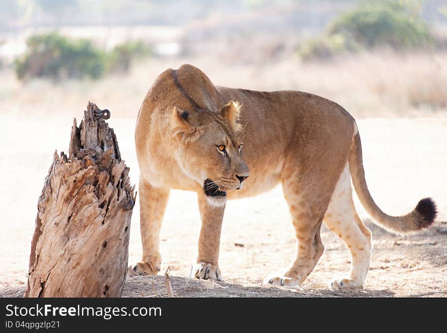 Predatory lioness in the wild summer day