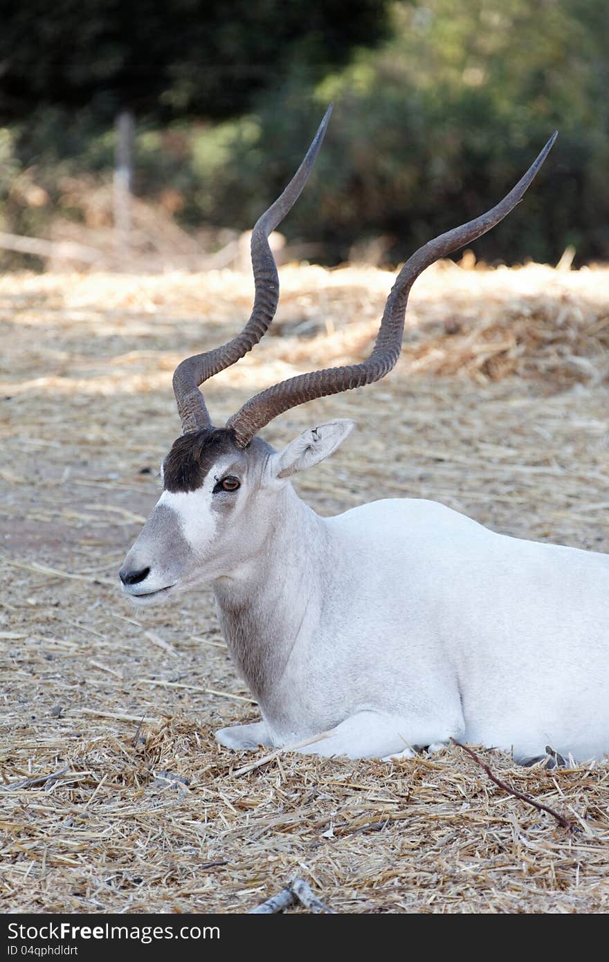 Horned goat in the wild summer day