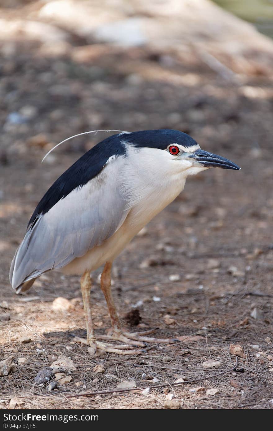 Black-crowned Night Heron