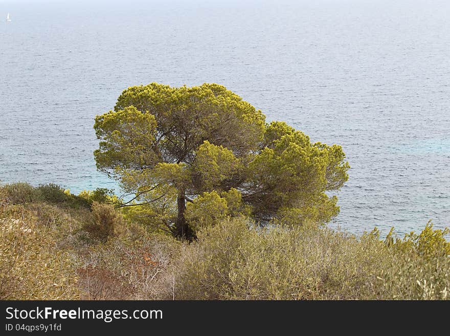 Landscape on the island of Mallorca