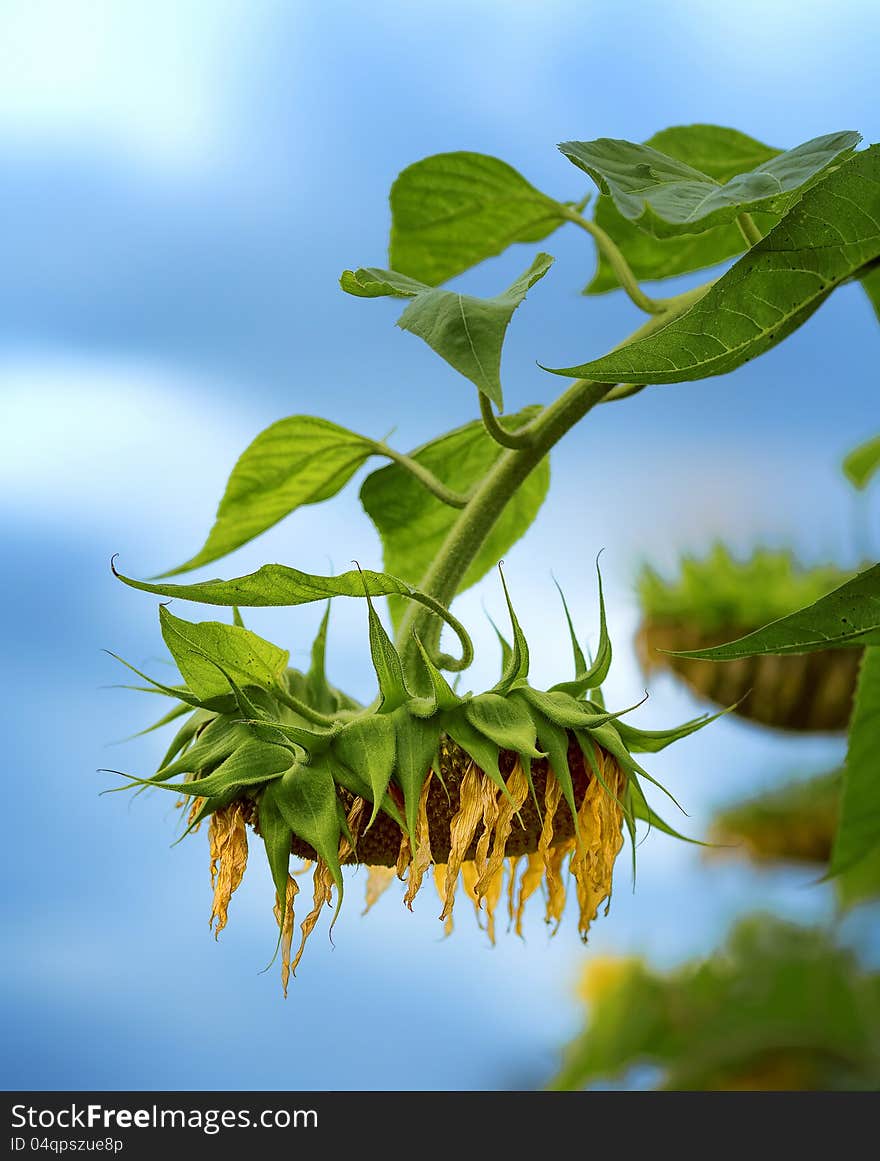 Withered Sunflower