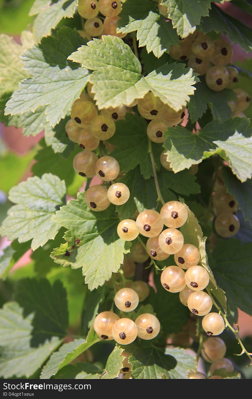 White currant berries close up