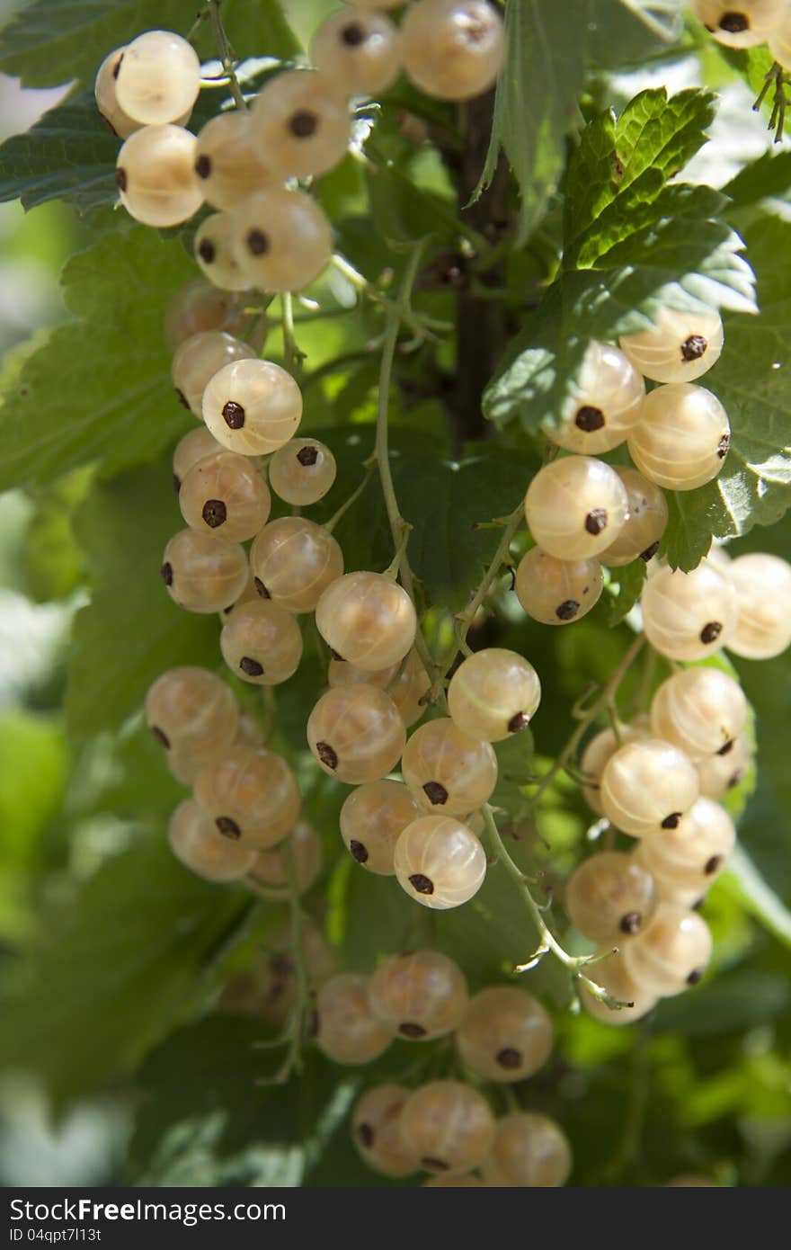 White currant berries close up