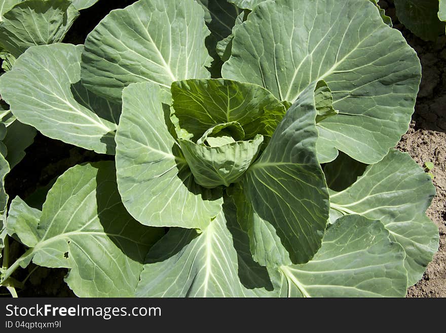 Cabbage close up