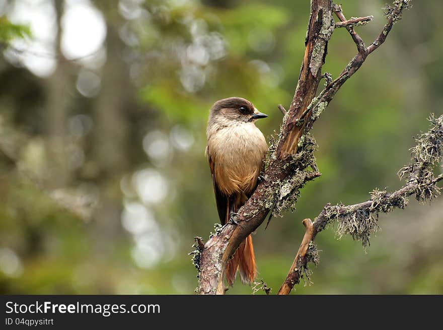 Siberian Jay