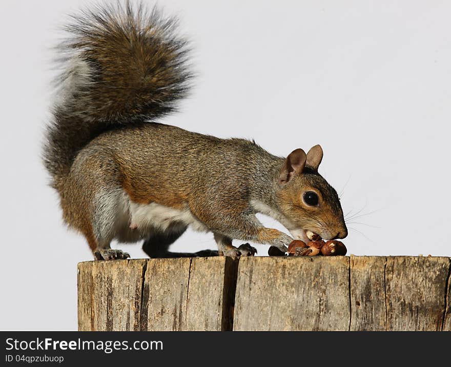 Portrait of a Grey Squirrel eating hazelnuts on a log