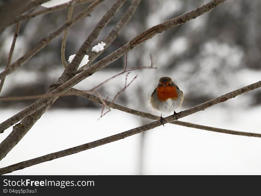 Robin redbreast