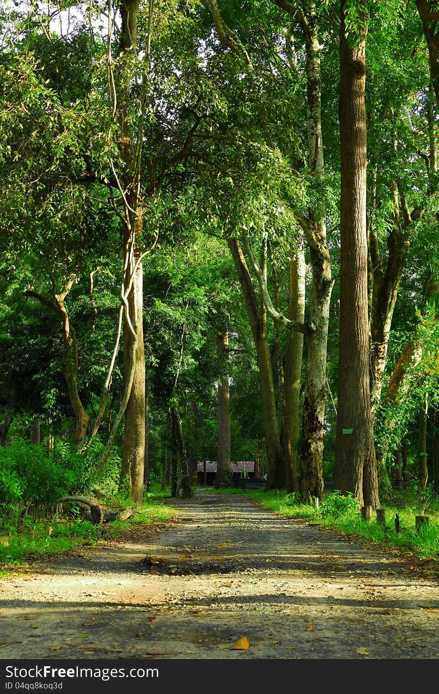 Rural road in the forest. Rural road in the forest.