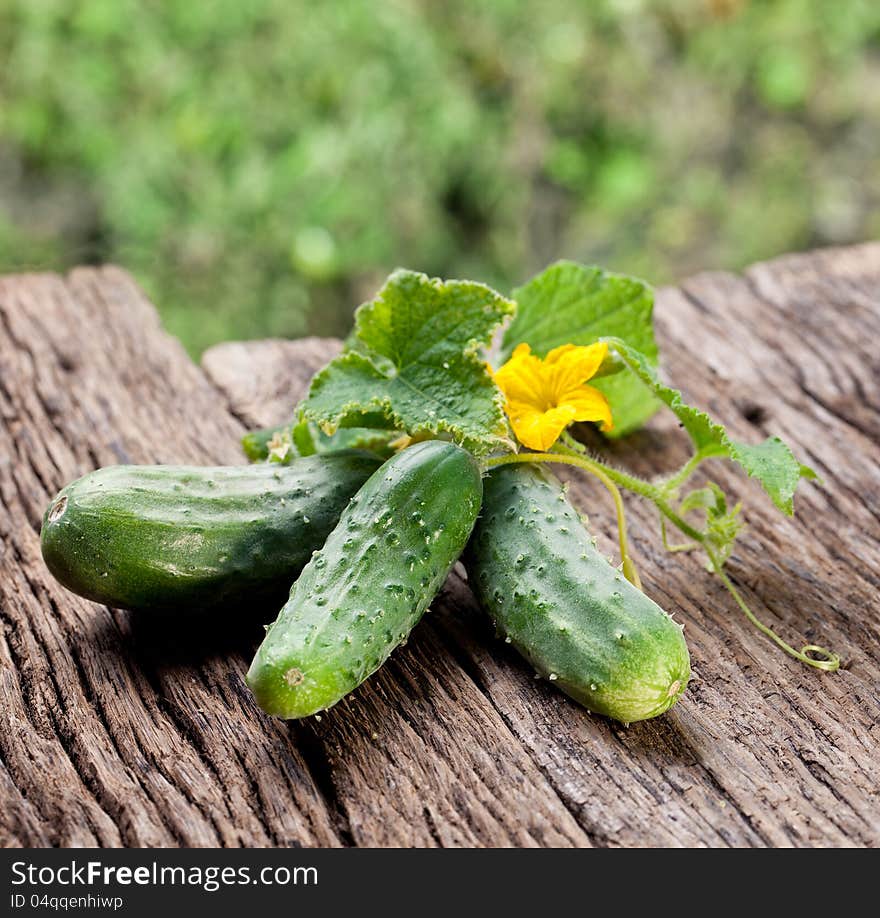 Cucumbers with leaves