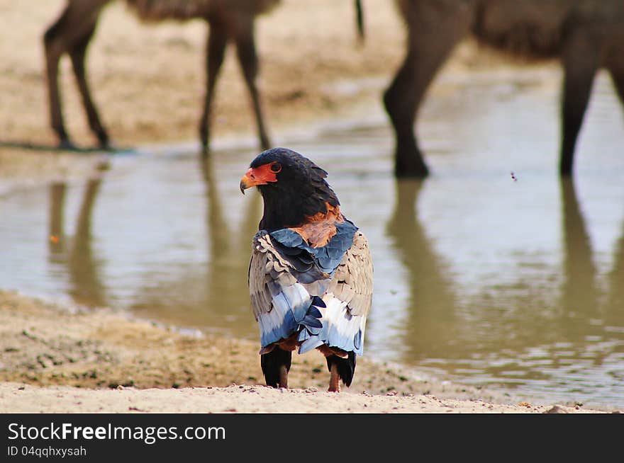 An adult Bateleur Eagle at a watering hole in Namibia, Africa. An adult Bateleur Eagle at a watering hole in Namibia, Africa.