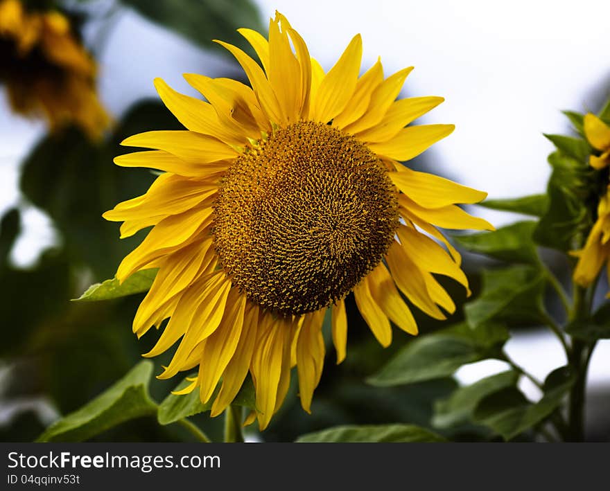 Sunflower Large