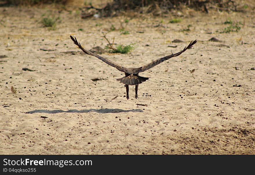 An adult Tawny Eagle taking off from a watering hole in Namibia, Africa. An adult Tawny Eagle taking off from a watering hole in Namibia, Africa.