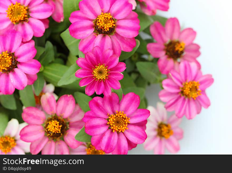 Pink Zinnia Flowers