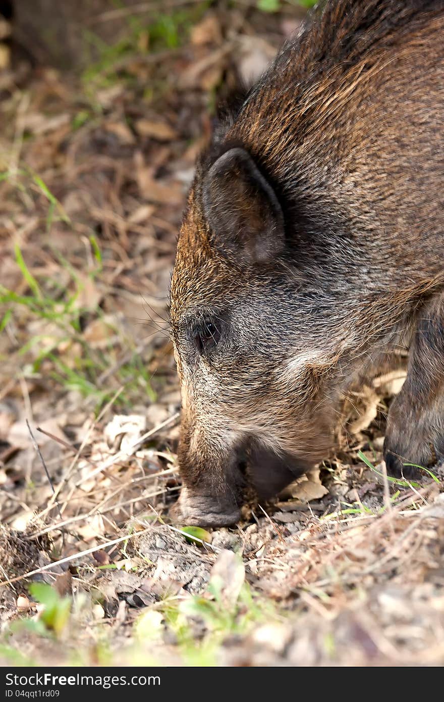 Young wild boar eat acorns under the oaks