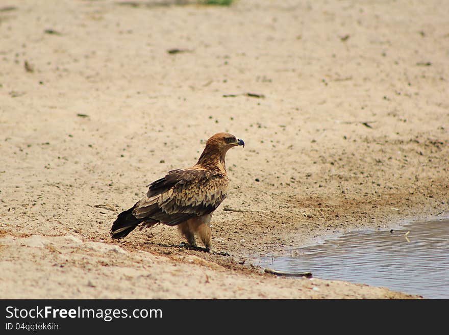 An adult Tawny Eagle at a watering hole in Namibia, Africa. An adult Tawny Eagle at a watering hole in Namibia, Africa.