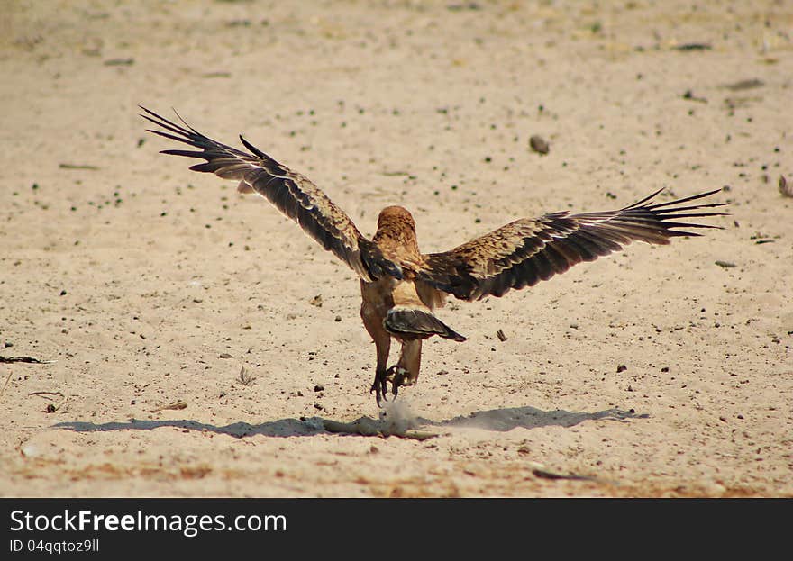 Eagle, Tawny - Air under wing