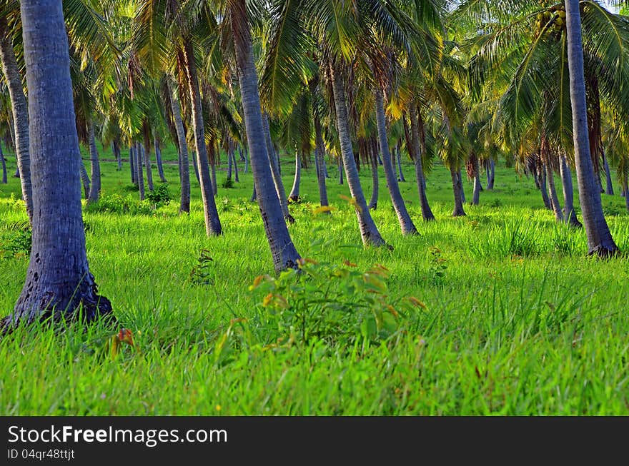 Coconut palm plantation - Salinopolis - Brazil. Coconut palm plantation - Salinopolis - Brazil