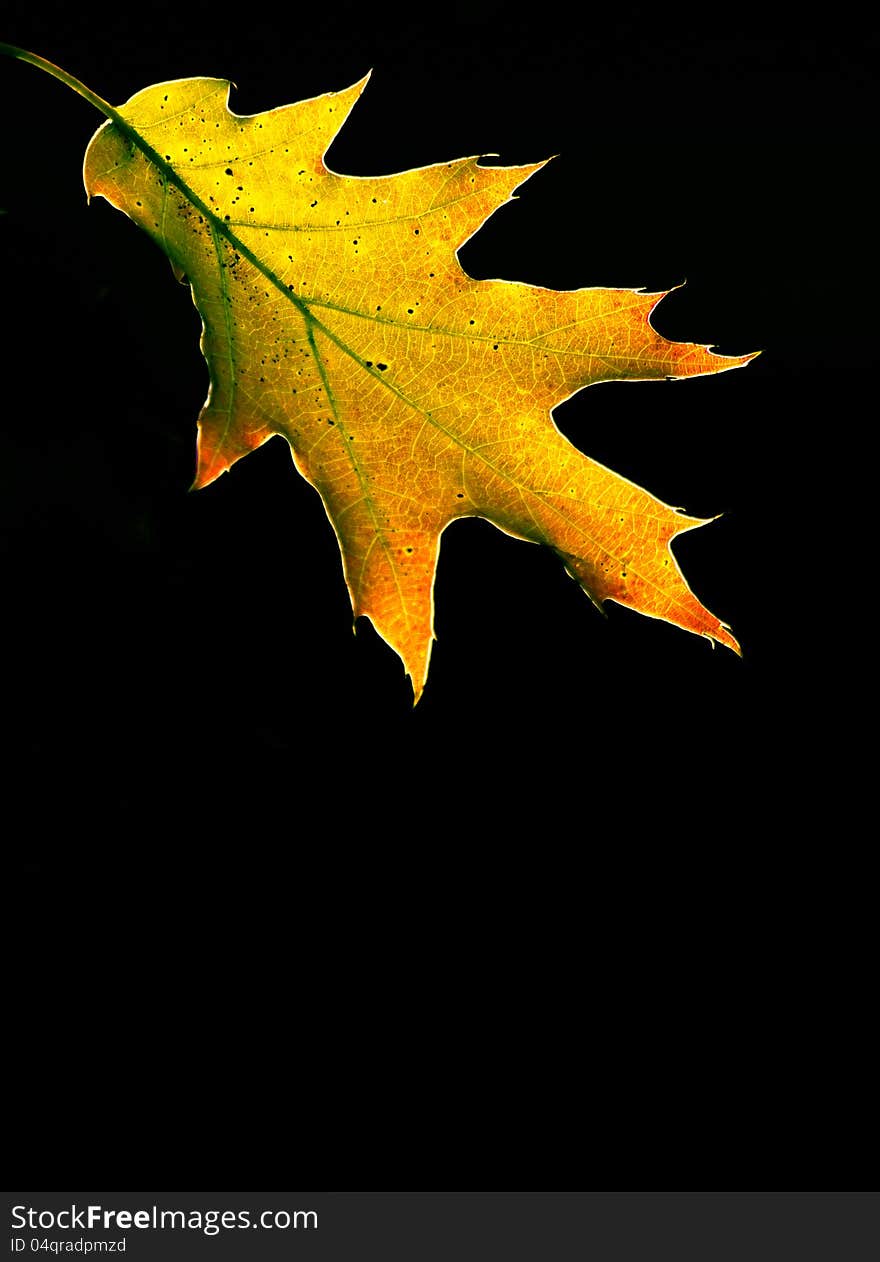 Leaf of a Red Oak tree in autumn. Leaf of a Red Oak tree in autumn