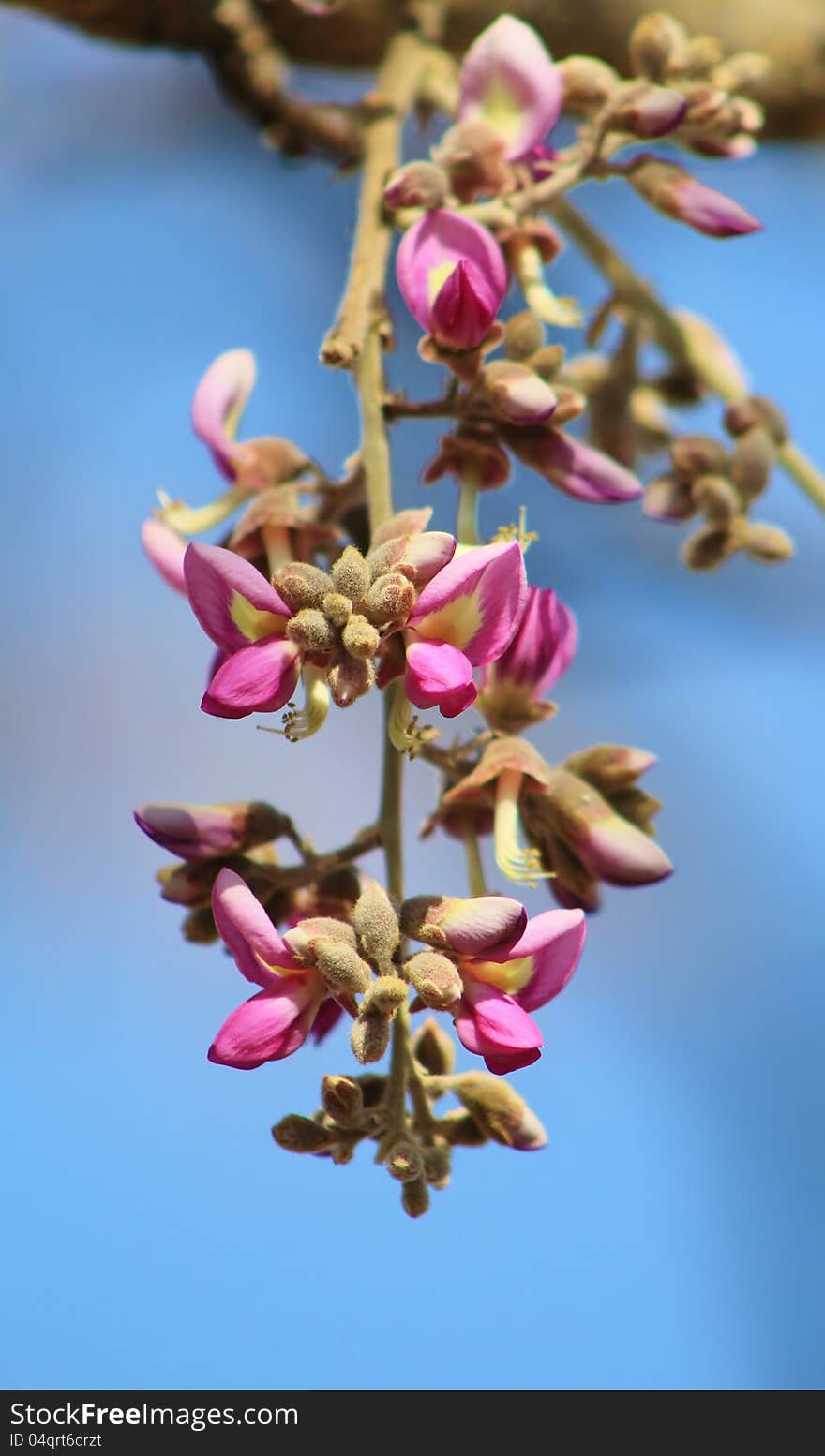 Flowers, Apple-Leaf - African Wild flowers