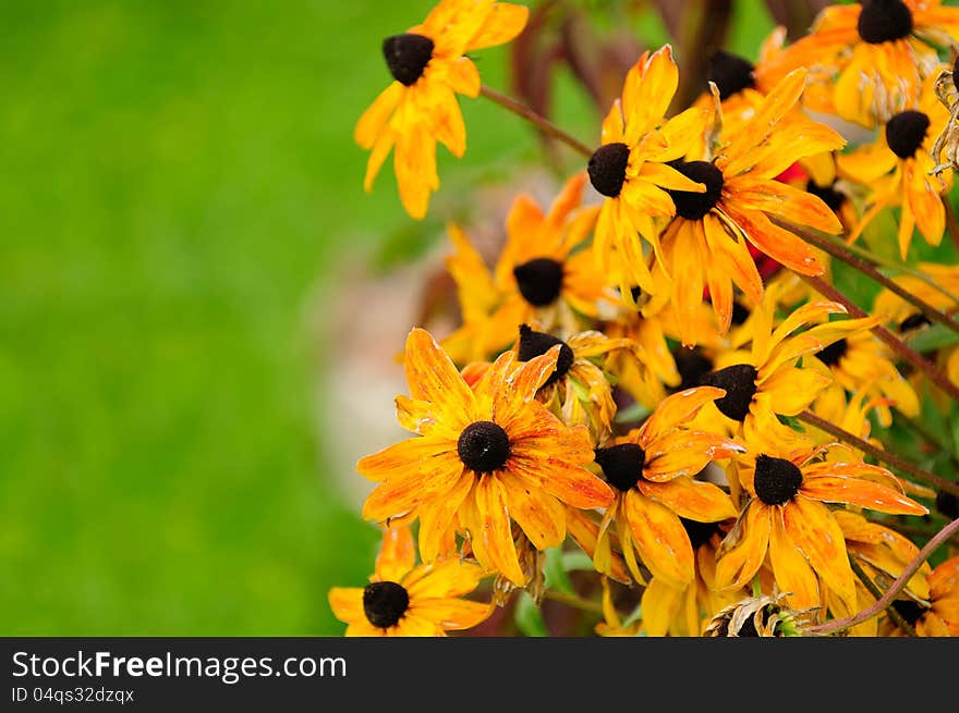 Fading coneflowers in the autumn garden with copy space – horizontal orientation. Fading coneflowers in the autumn garden with copy space – horizontal orientation