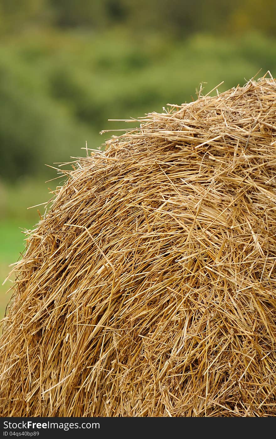 A stack of wheat straw in the field. A stack of wheat straw in the field