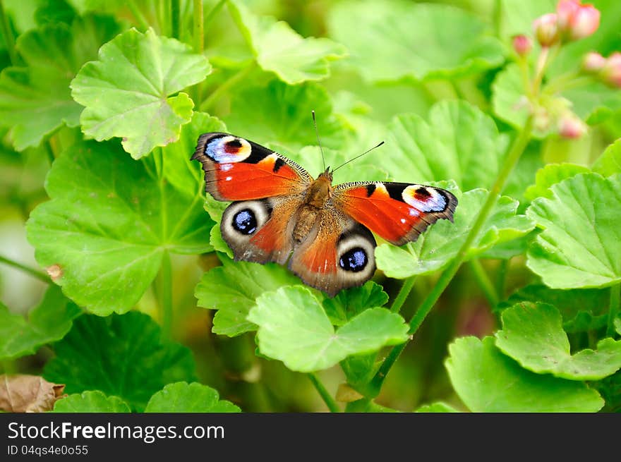 Peacock Butterfly on Green Pelargonium Leaves