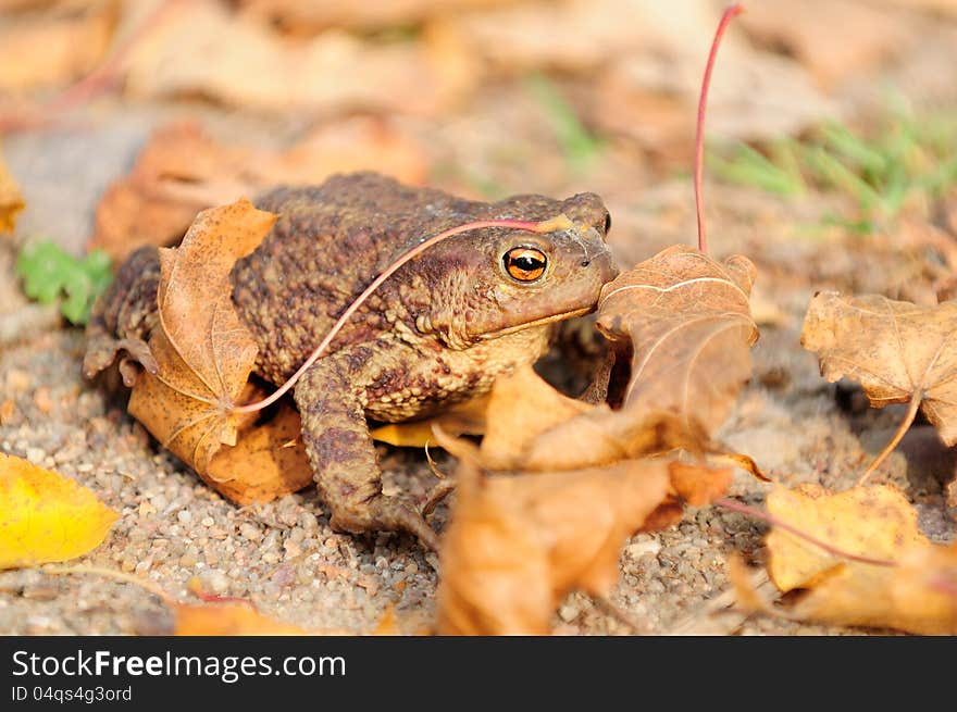 A common (European) toad sitting on the ground with dry maple leaves. A common (European) toad sitting on the ground with dry maple leaves